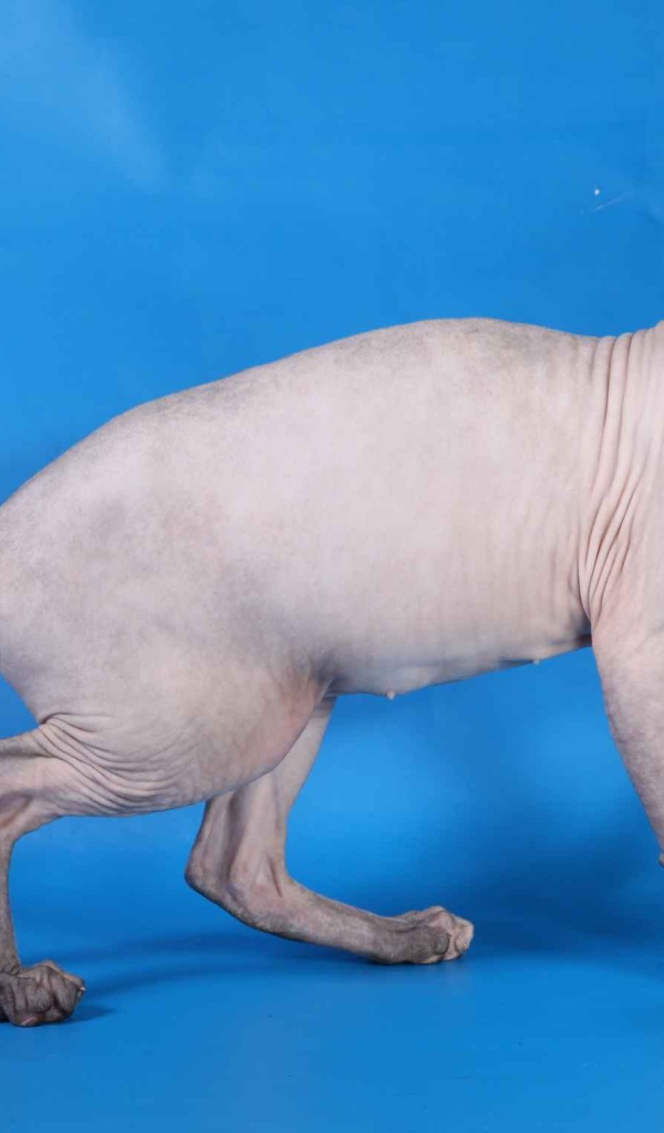 Кот сфинкс и яблоко на голубом фоне