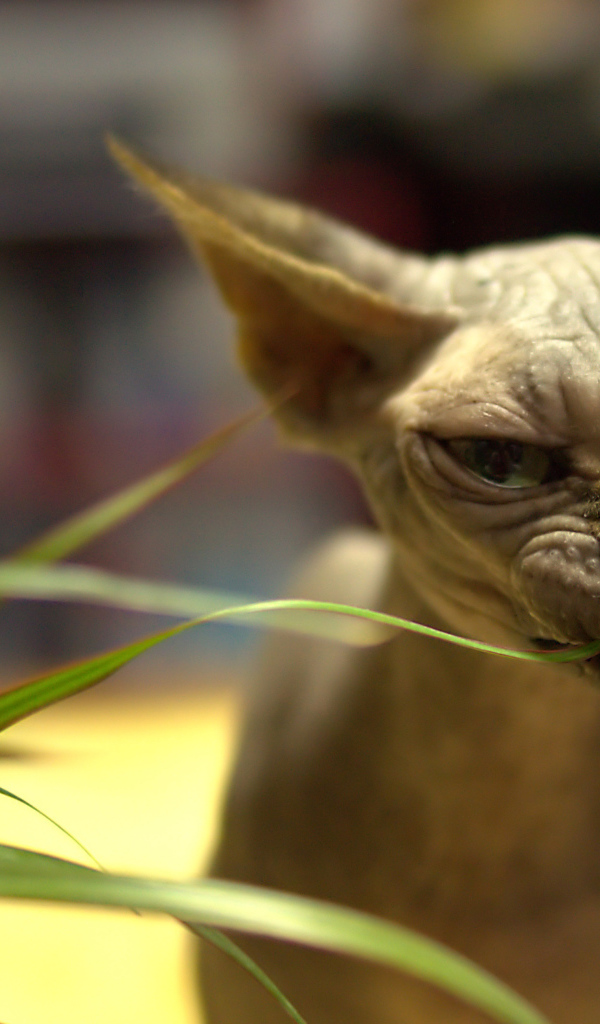 Кот сфинкс ест растение