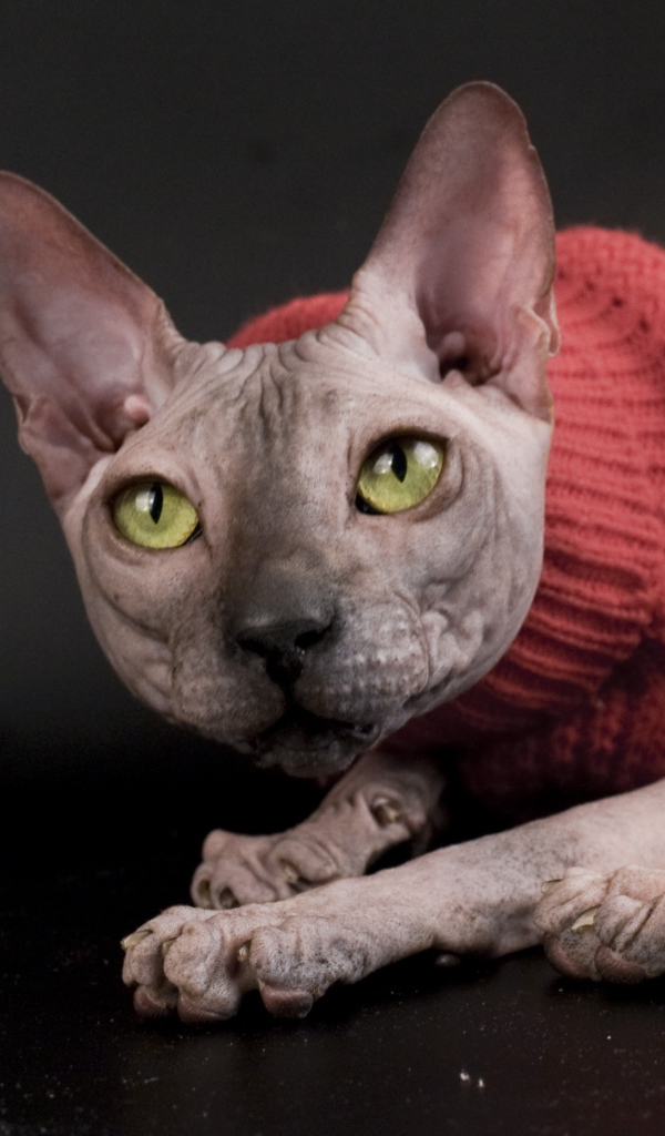 Кот сфинкс в свитере