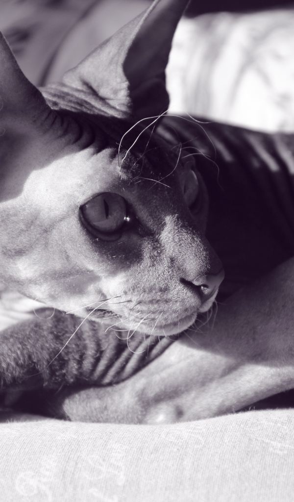 Кот сфинкс отдыхает