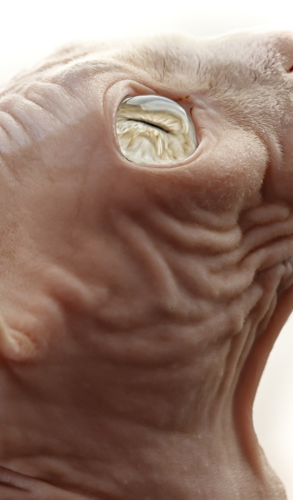 Кот сфинкс на белом фоне