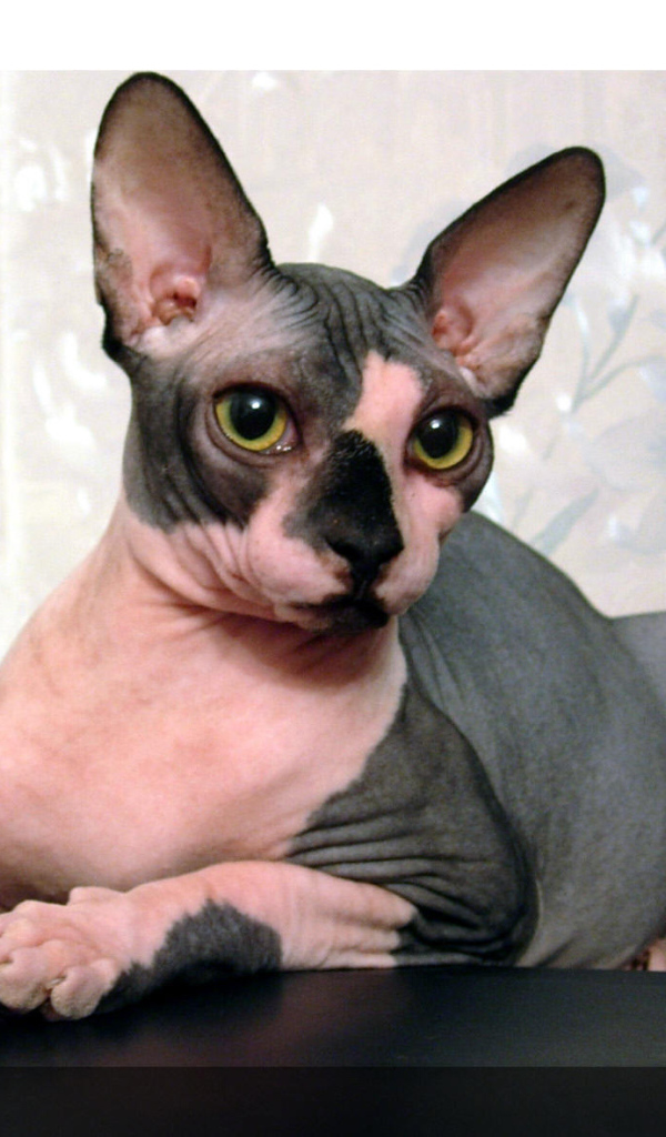 Кот сфинкс отдыхает на столе