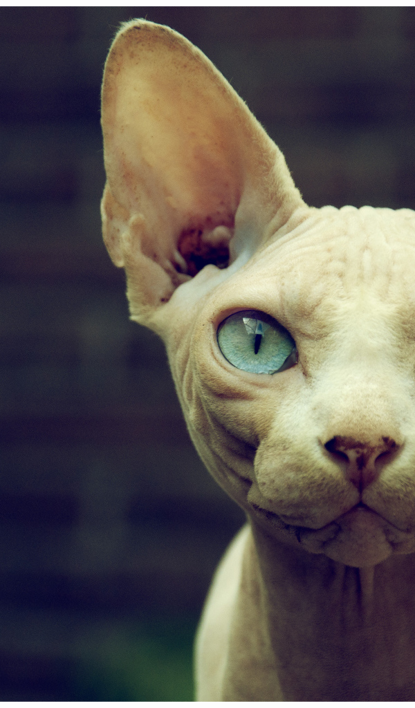 Кот сфинкс с голубыми глазами