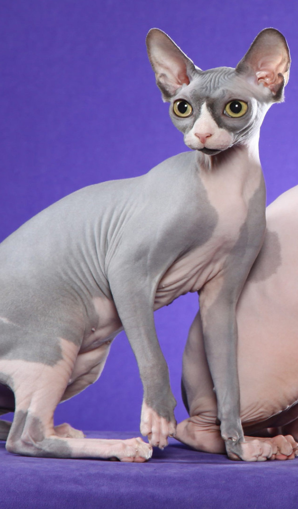 Коты сфинкс на фиолетовом фоне