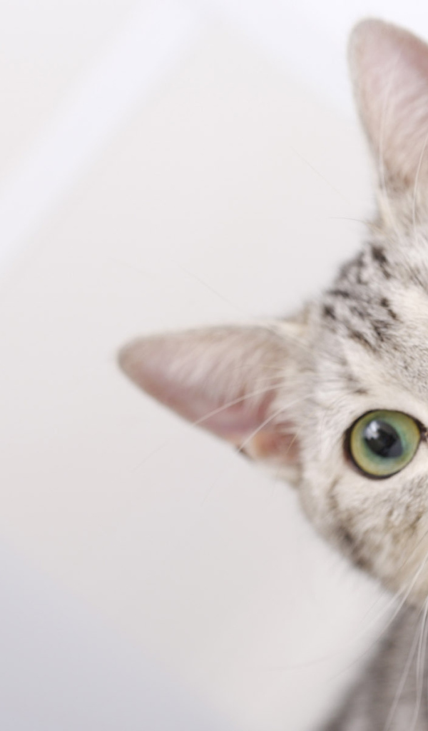 Полосатый серый кот с зелёными глазами
