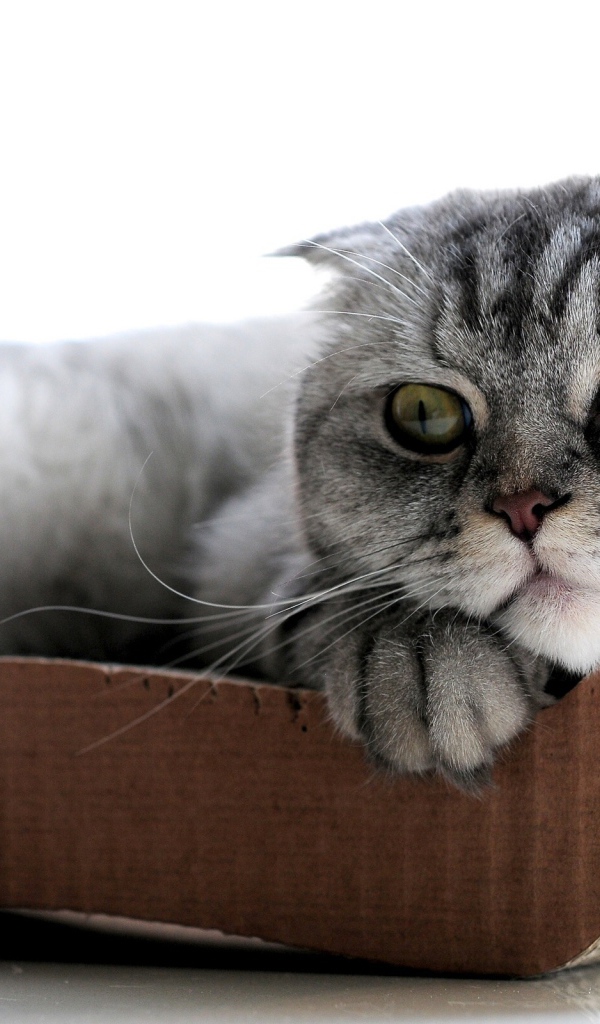 Удивленный шотландский вислоухий кот с зелёными глазами