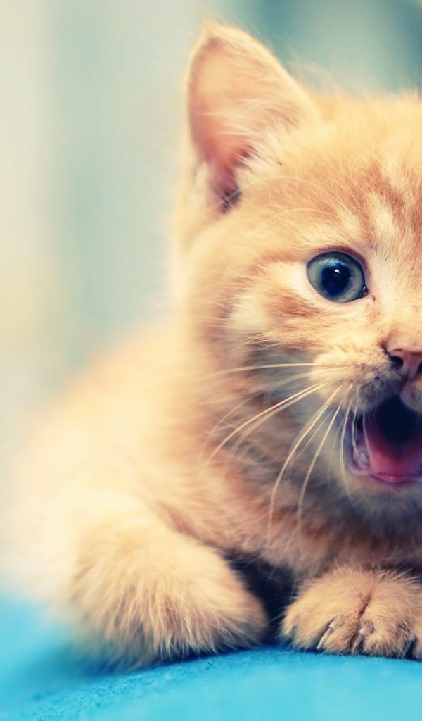Удивлённый маленький рыжий кот