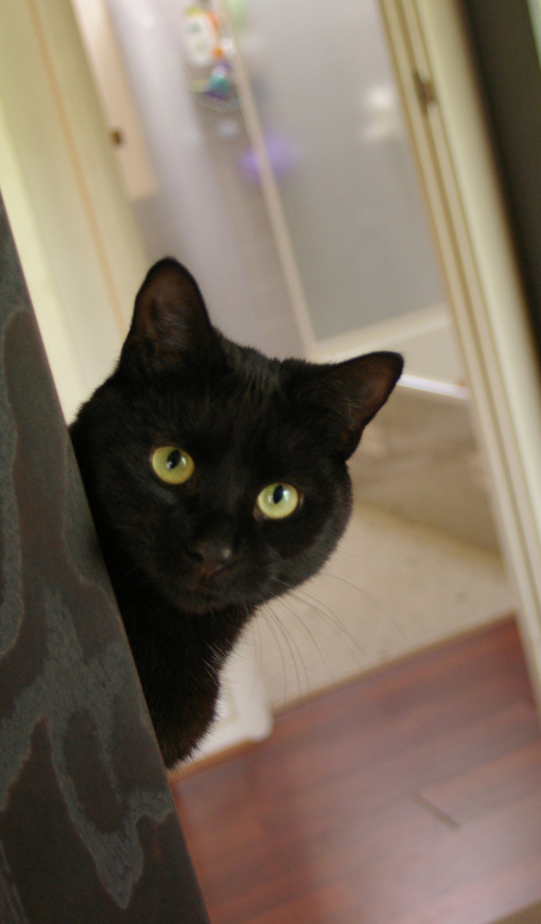 Подозрительный чёрный кот