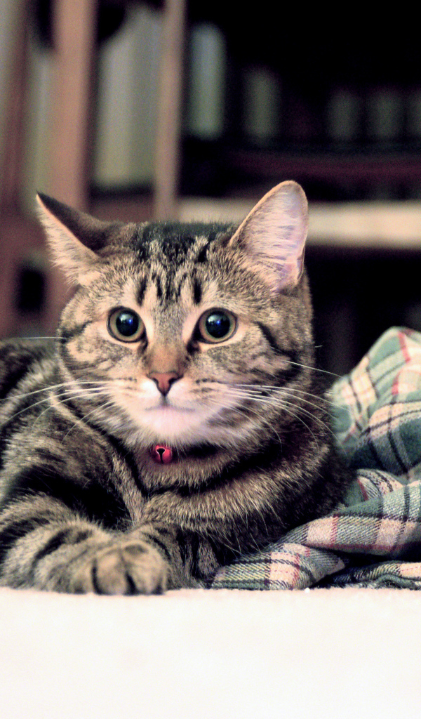 Полосатый котик