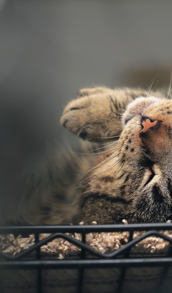 Полосатый кот нежится в постели