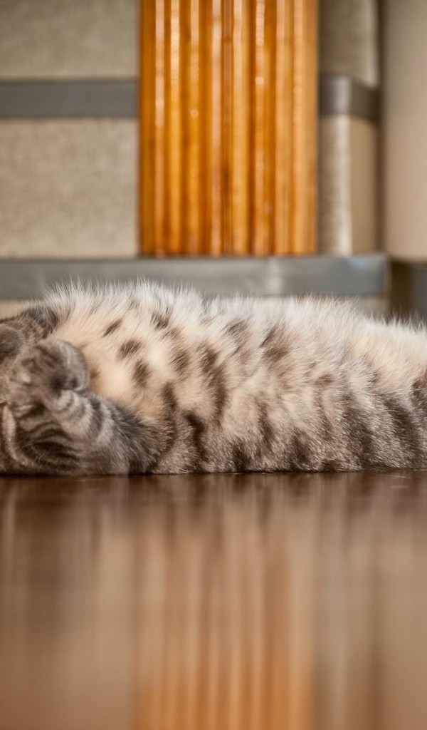 Полосатый кот развалился