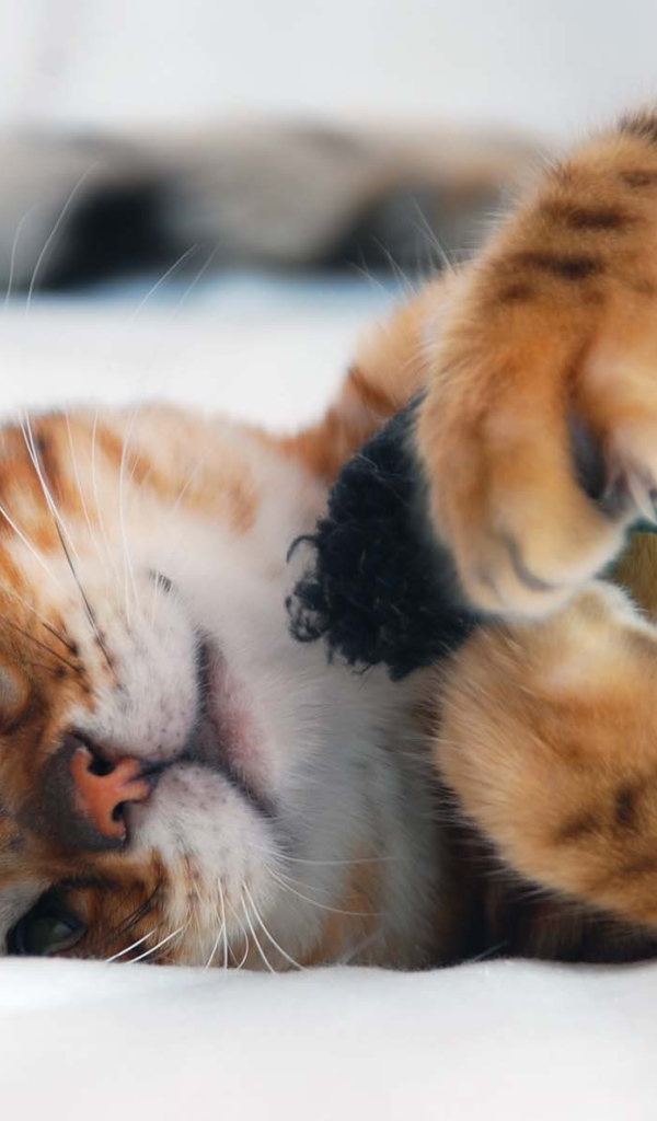 Бенгальский кот играется