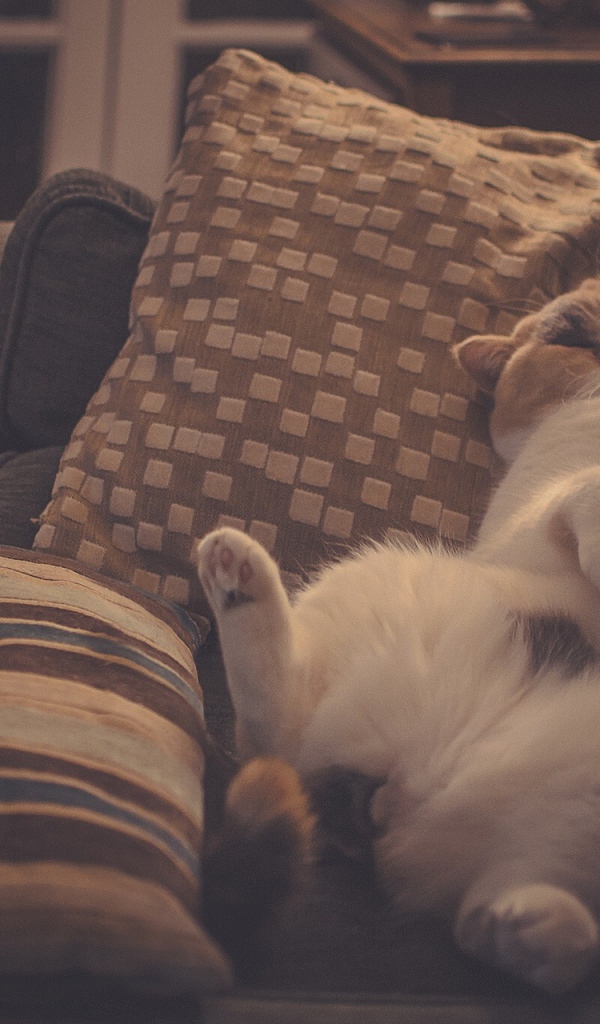 Кот в подушках