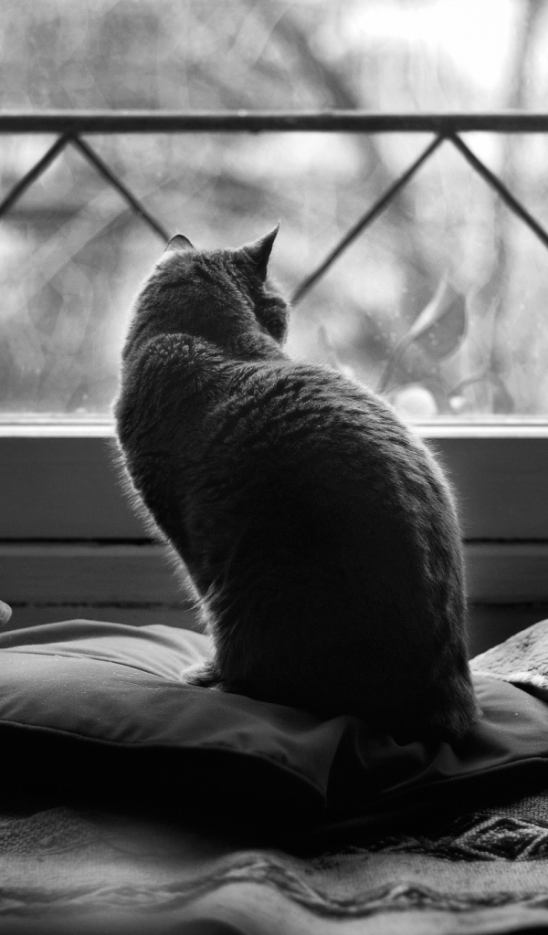 Кот в подушках, чёрно-белое фото