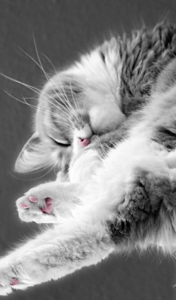 Кошка сладко спит