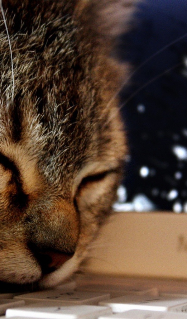 Кот спит на клавиатуре ноутбука