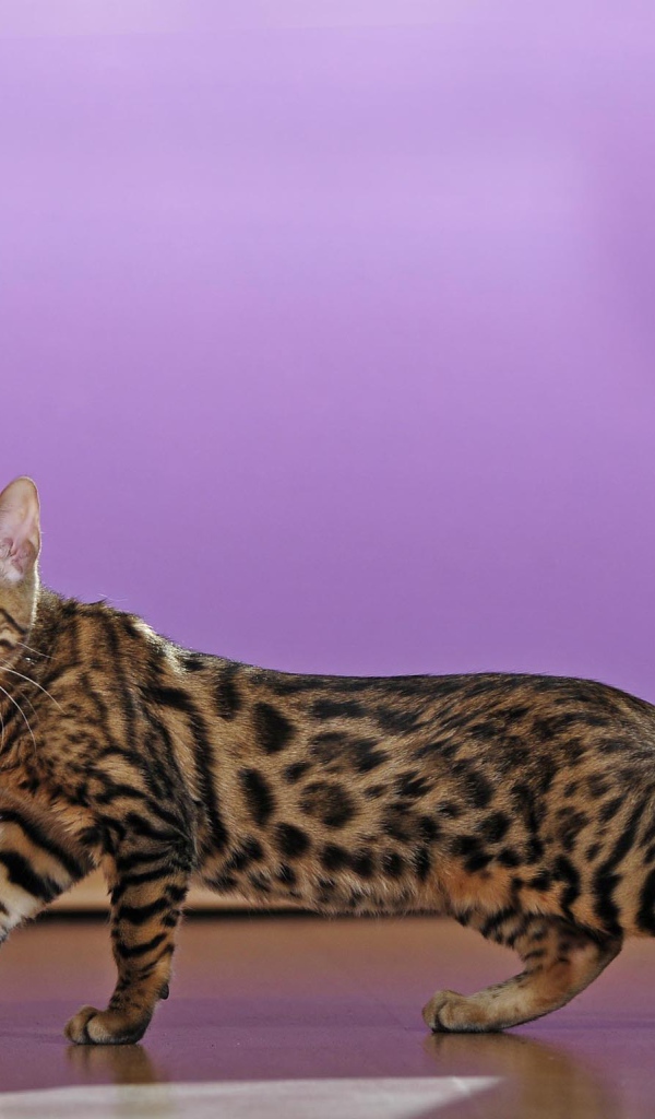 Молодой бенгальский кот крадётся