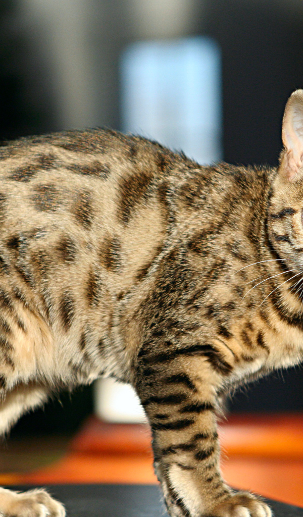 Молодой зеленоглазый бенгальский кот