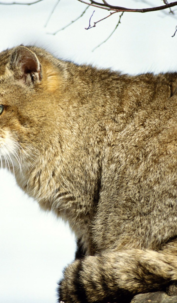 Толстый Мартовский кот