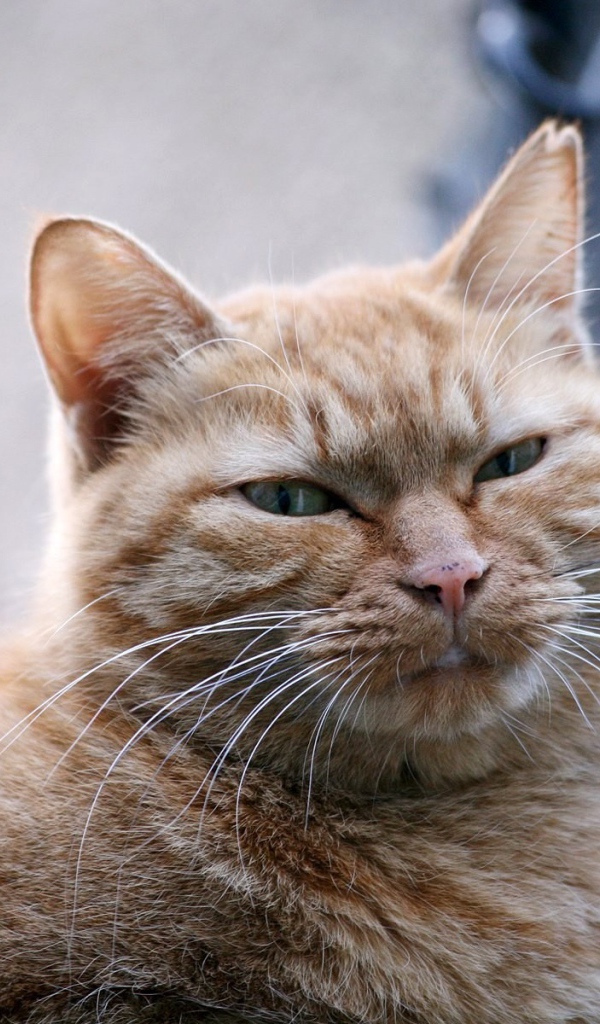 Толстый серый кот