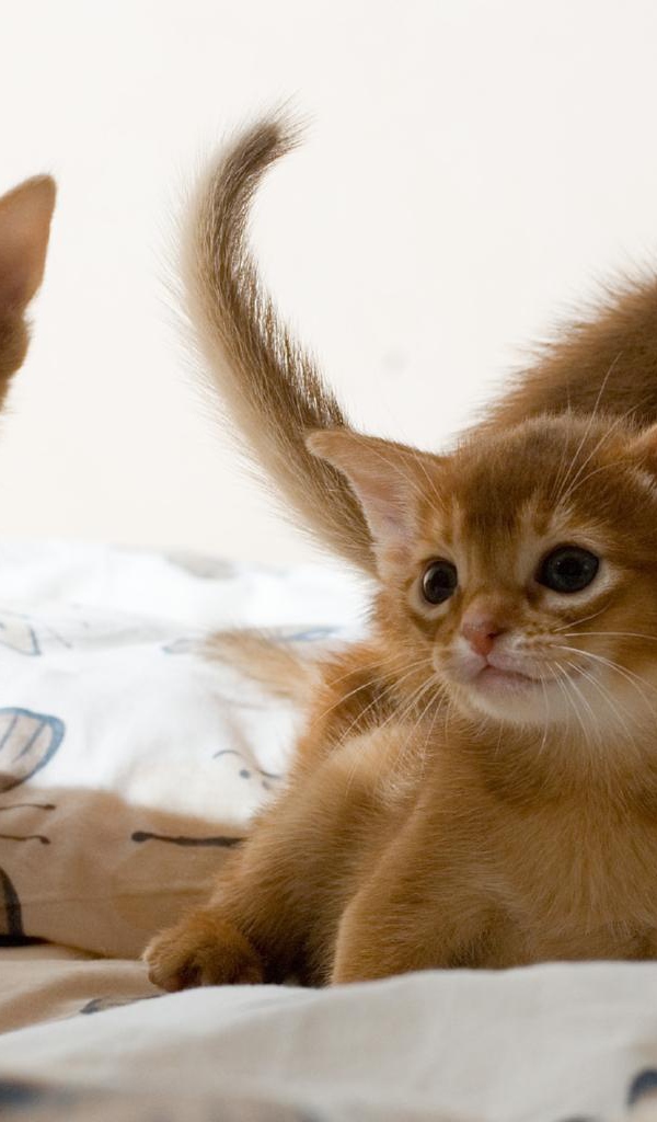 Три милых котенка