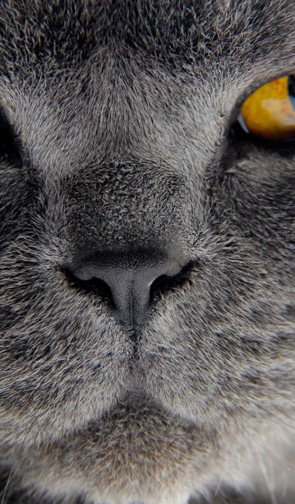 Хитрый британский кот