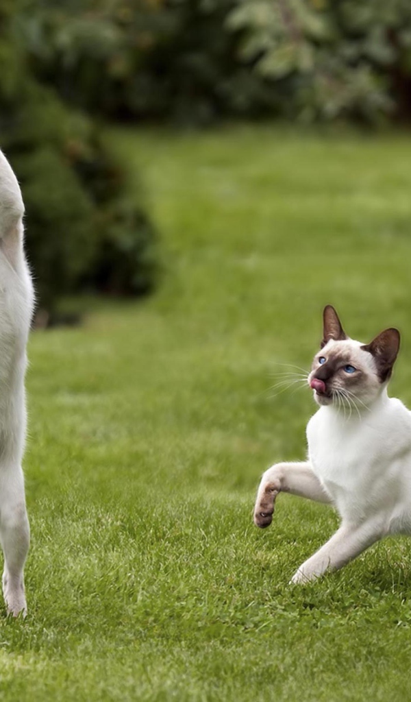 Два сиамских кота поймали мышь
