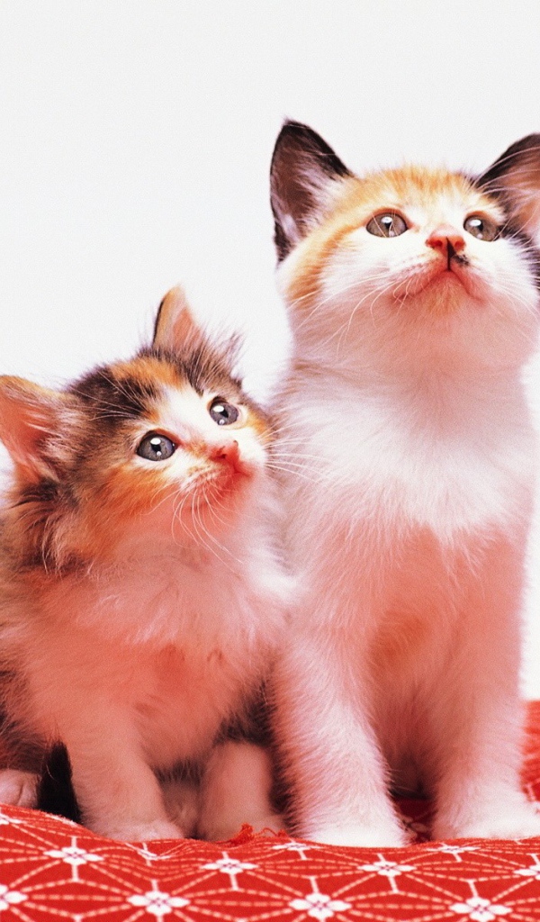 Two cute kitten