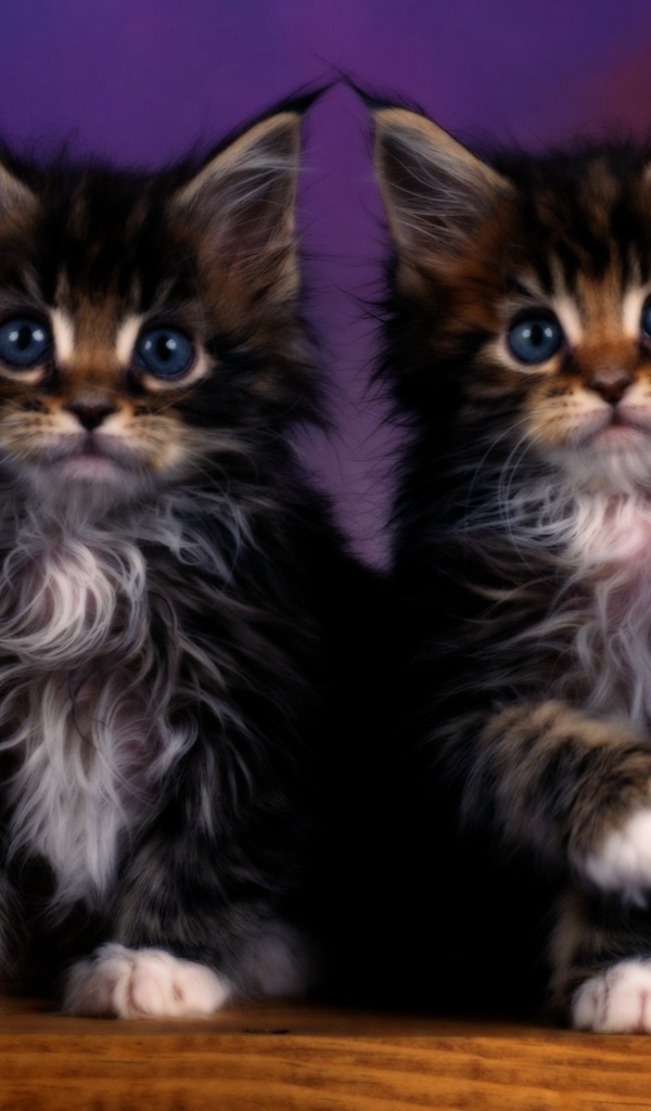 Два котенка с голубыми глазами