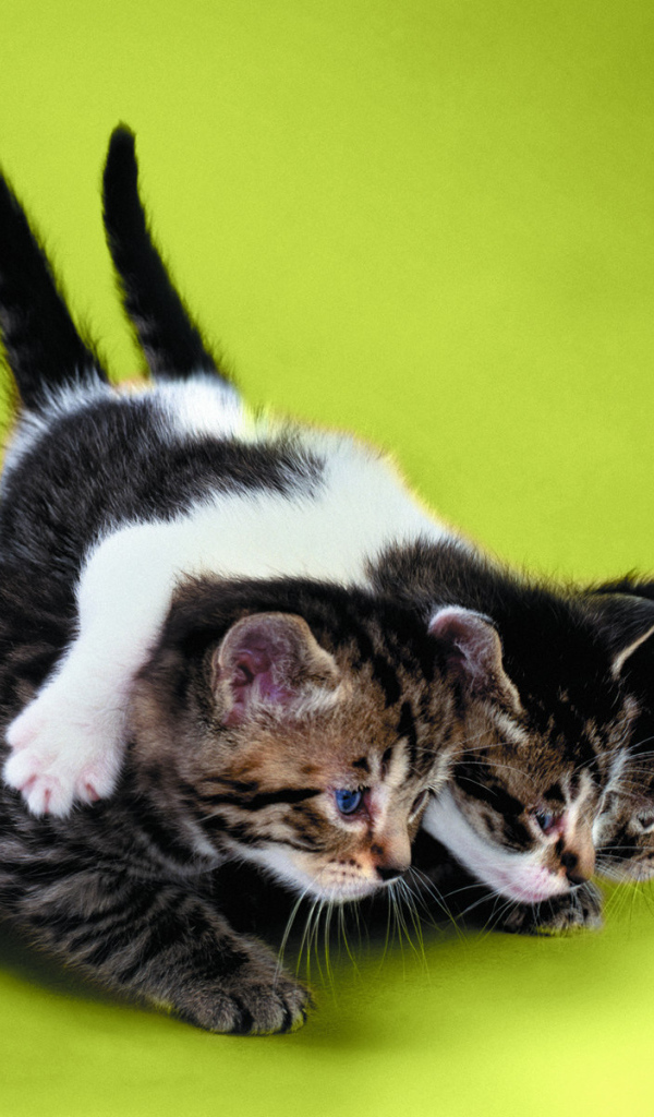 Два котёнка тащат третьего