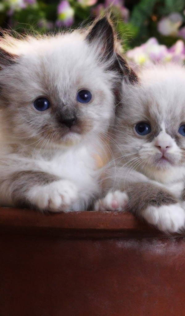 Два котенка в цветочном горшке