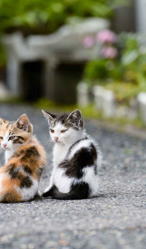 Два котёнка на дороге
