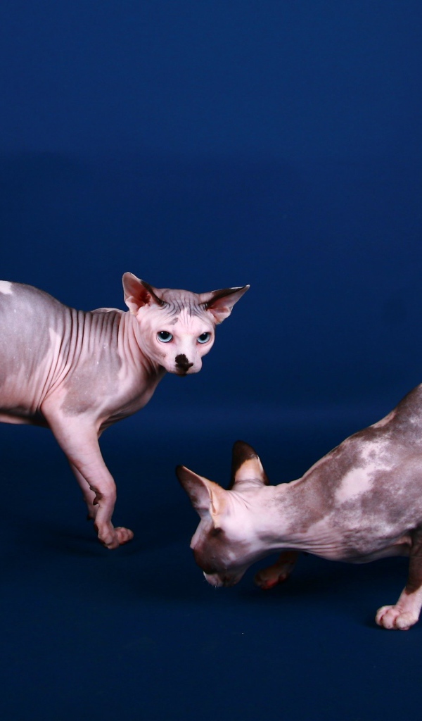 Коты сфинкс на синем фоне