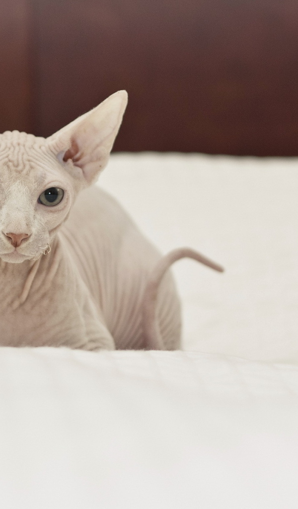 Белый кот сфинкс на кровати