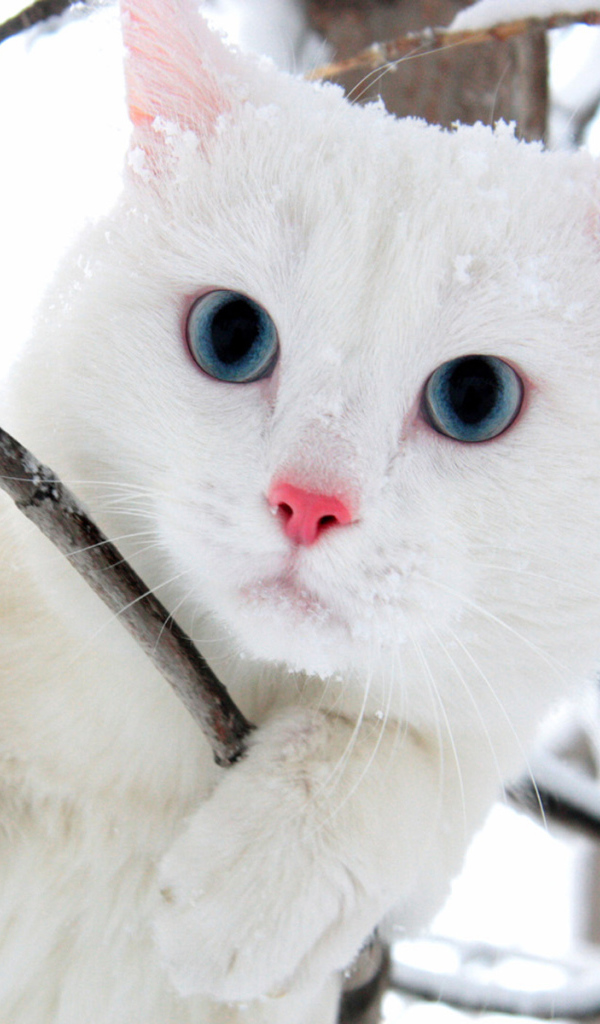 Белый голубоглазый кот в кустах