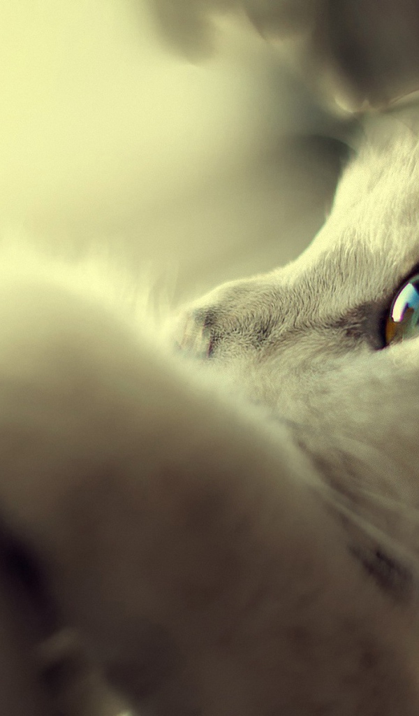 Белый кот спрятался