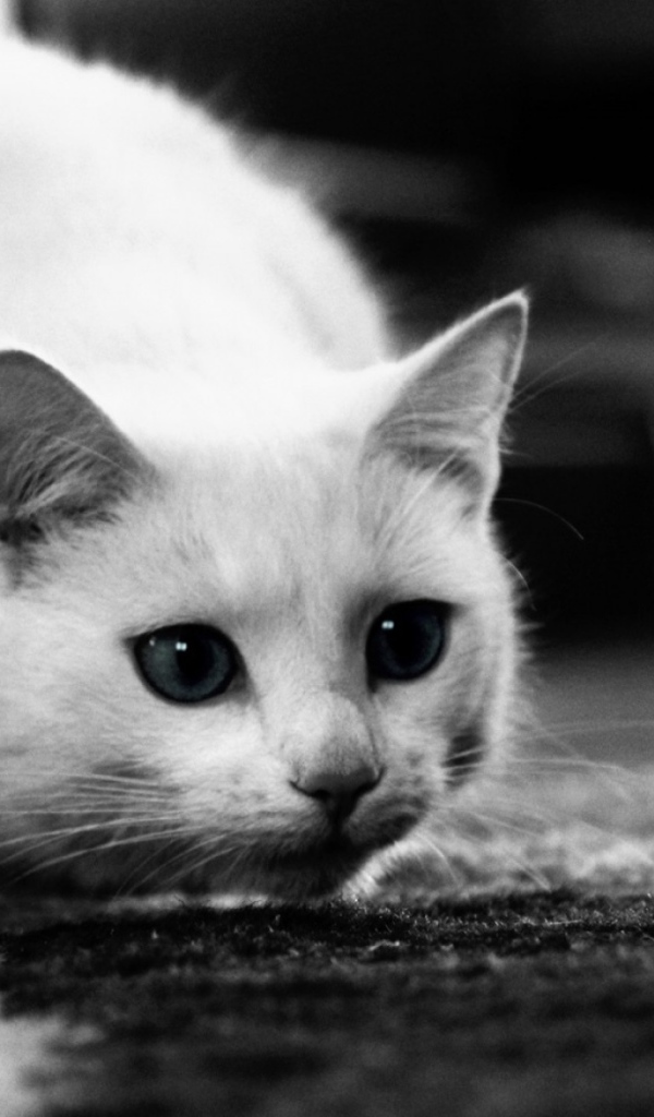 Белый кот охотится