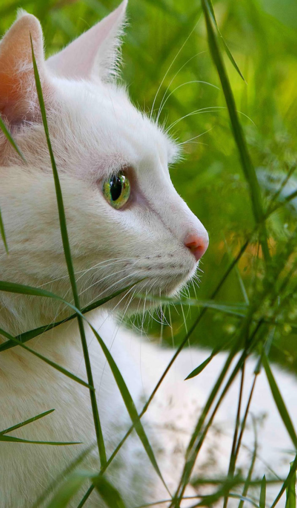 Белый кот в траве