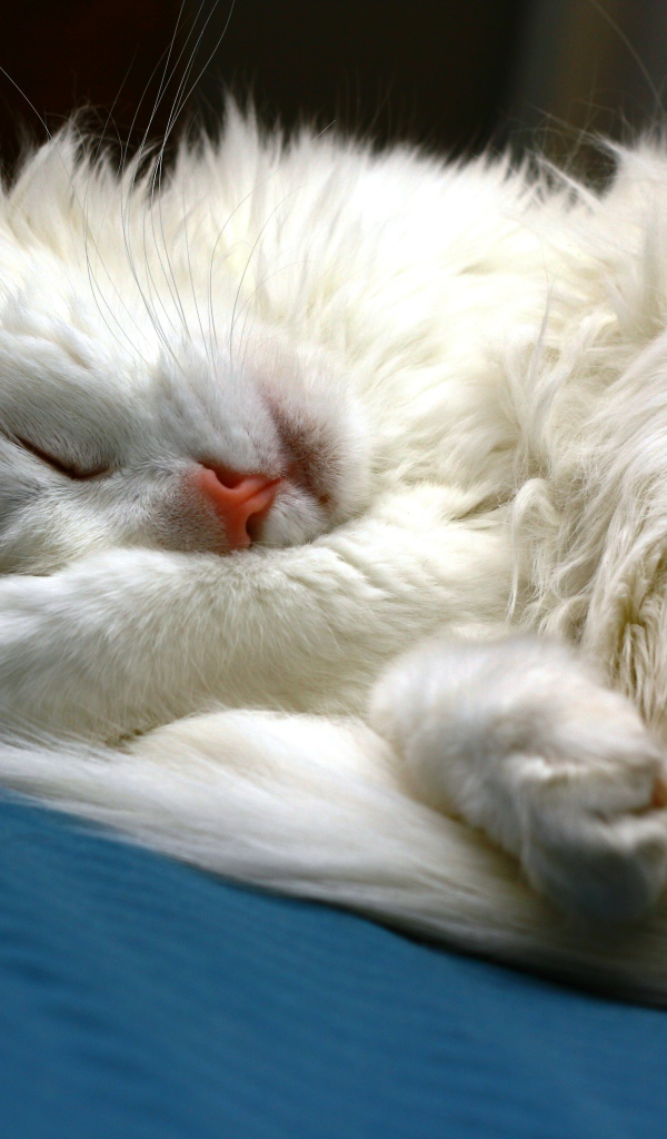 Белый кот сладко спит