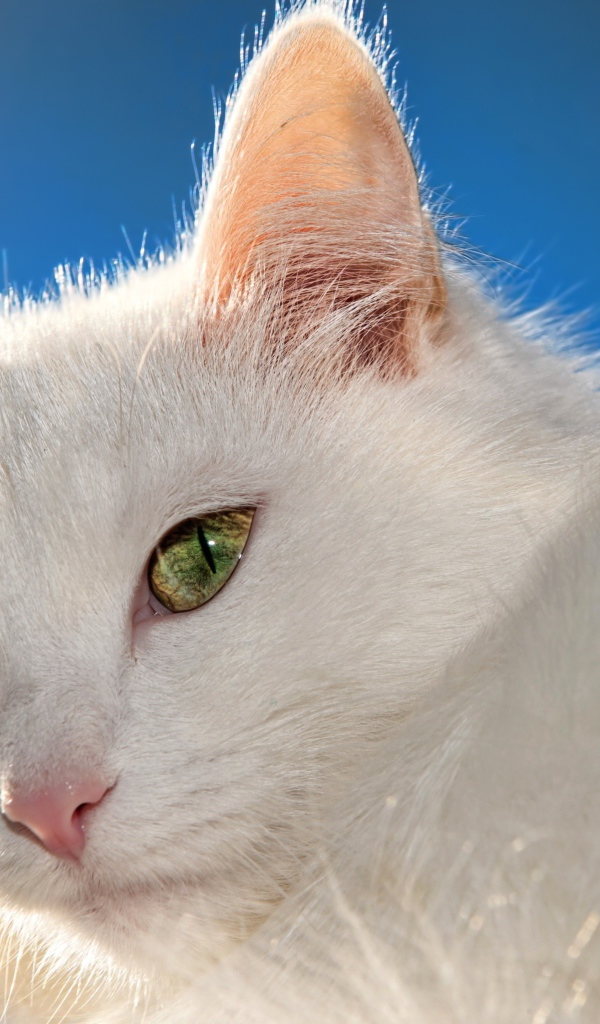 Белый кот на фоне голубого неба