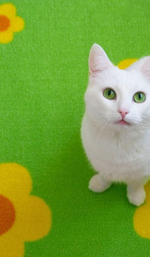 Белый кот на зелёном ковре