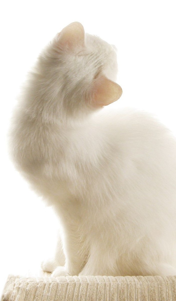 Белый кот на белом фоне
