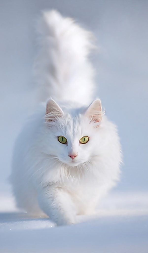 Белый кот бежит по снегу