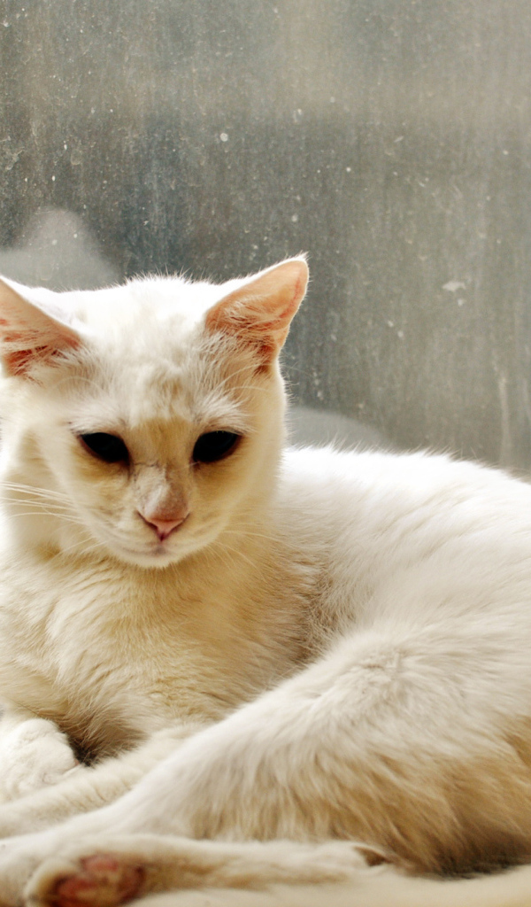 Белый кот грустит в дождливую погоду