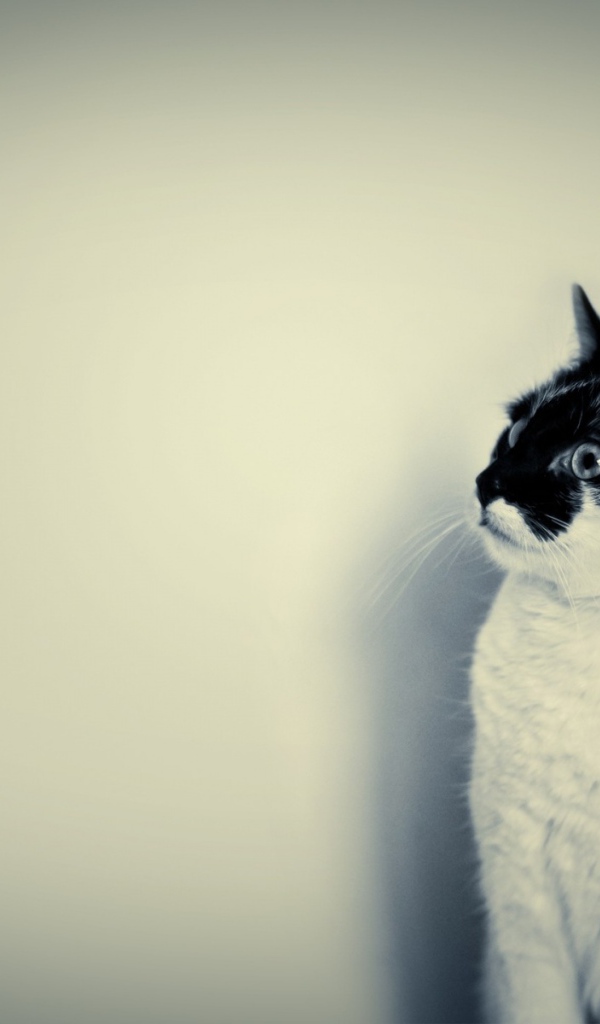 Белый кот с чёрной мордочкой