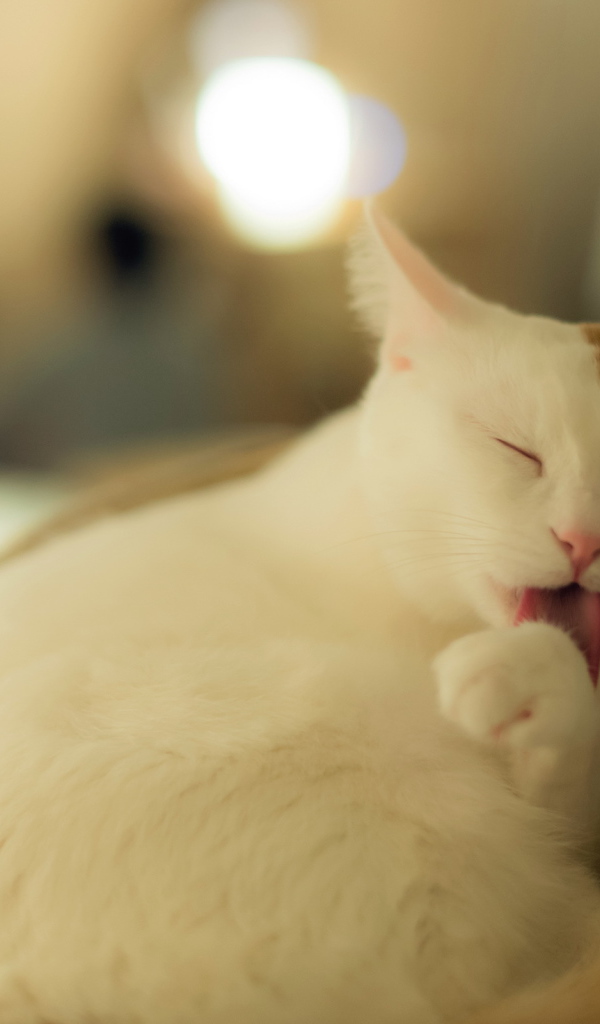 Белый кот с рыжим ухом лижет лапу