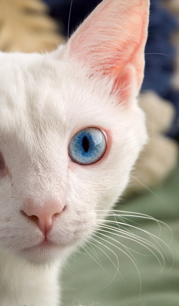 Белый кот с красивыми глазами