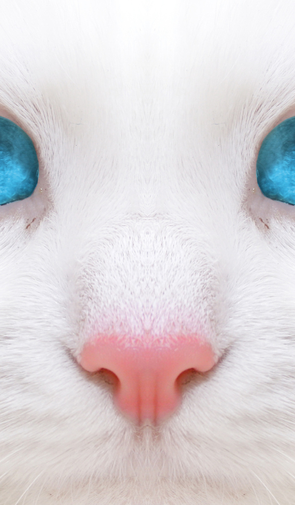 Белый кот с голубыми глазами крупным планом