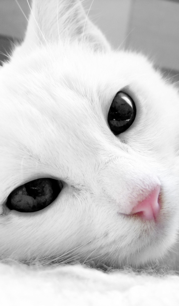 Белый кот с тёмными глазами крупным планом