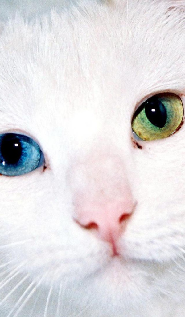 Белый кот с разными глазами